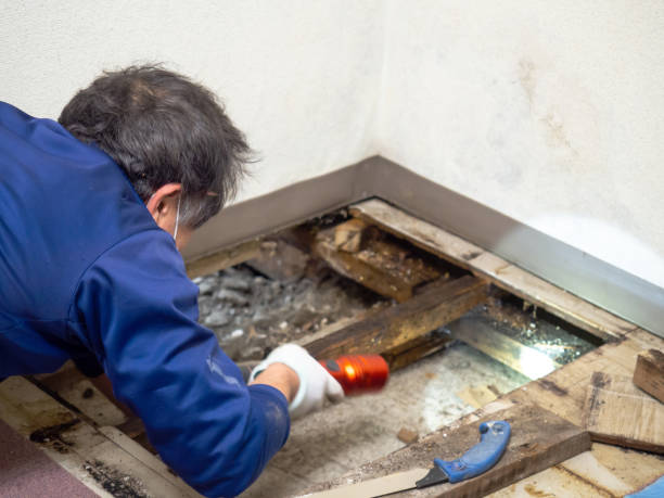 Best Fast Mold Removal  in Chilton, WI