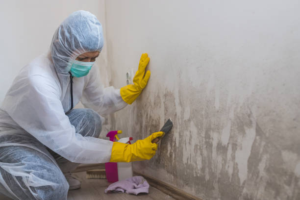 Mold Removal Process in Chilton, WI