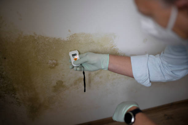 Office Mold Removal Services in Chilton, WI